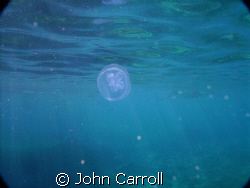 Snorkeling off of Catalina Island. by John Carroll 